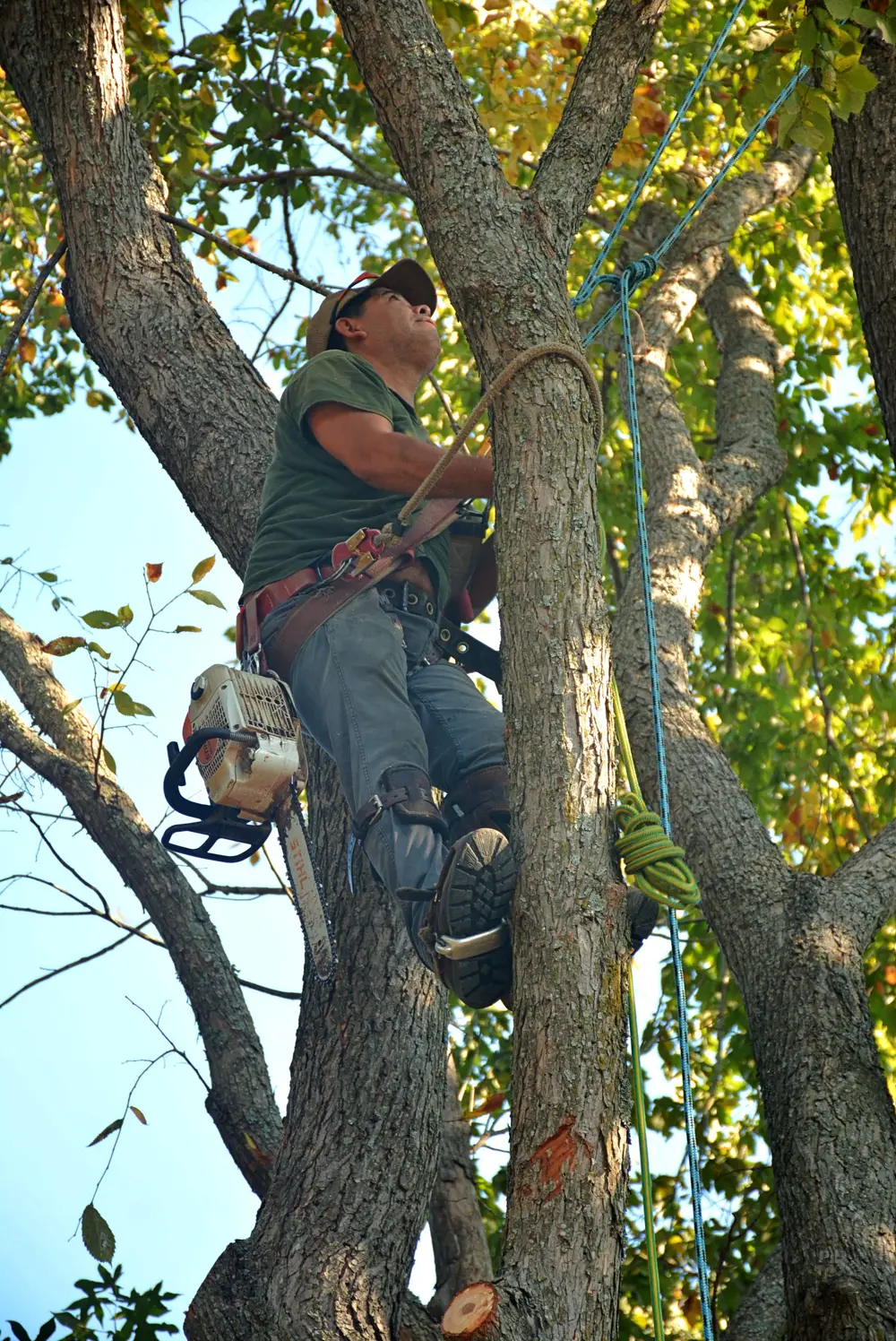 Certified climber working high in a tree with rigging and chainsaw