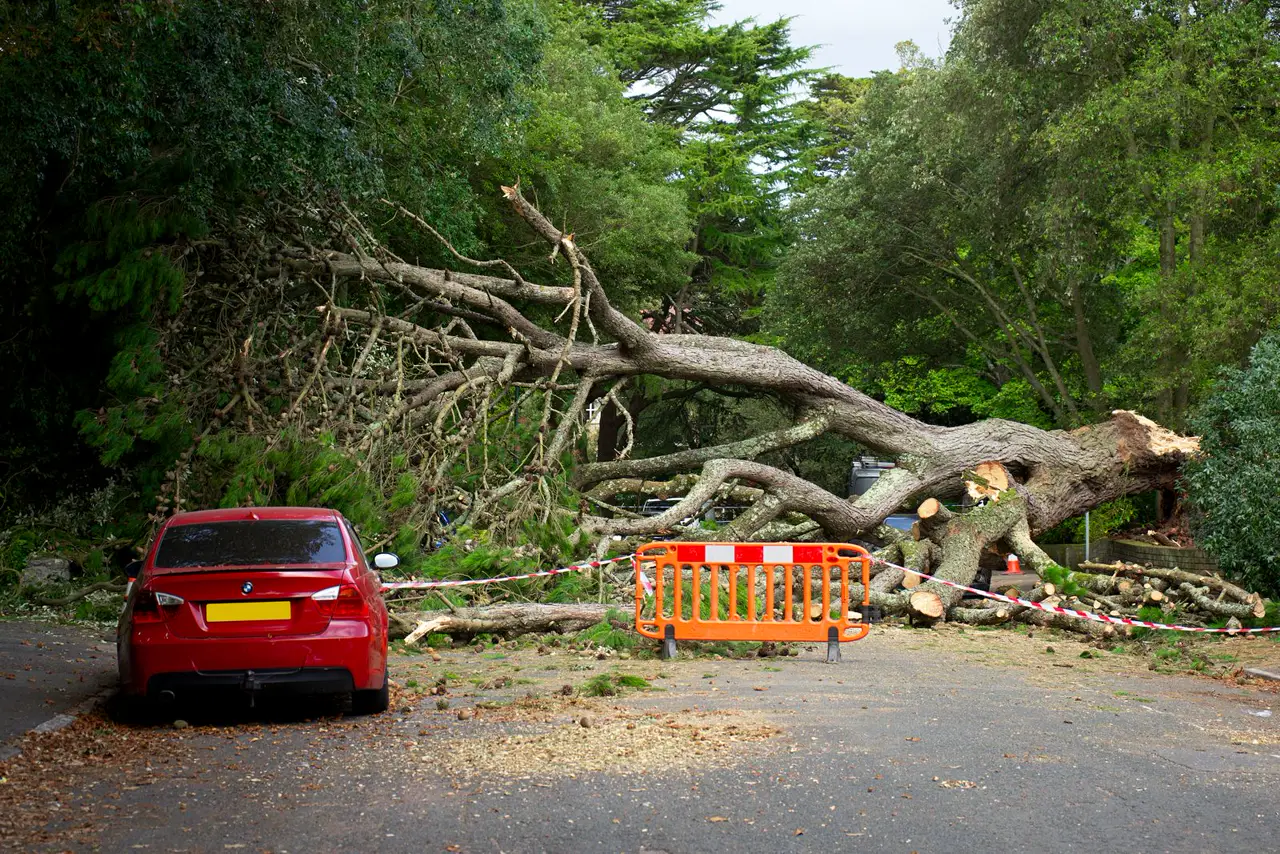 Storm-felled tree blocking a residential street behind a safety barrier